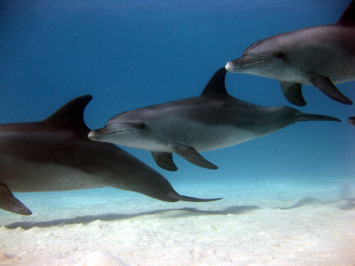 SWDF Basis – Tauchen mit dem Freund der Delphine